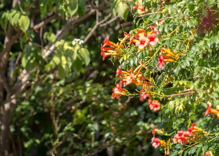 Jovis בית נופש *