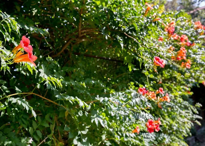 Jovis בית נופש *